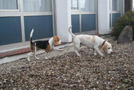 Beagle Emil und seine Mutter Yvi